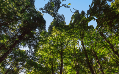 Buy an Electric Car, Save the Planet? Not Quite